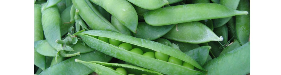 Peas in a pea pod