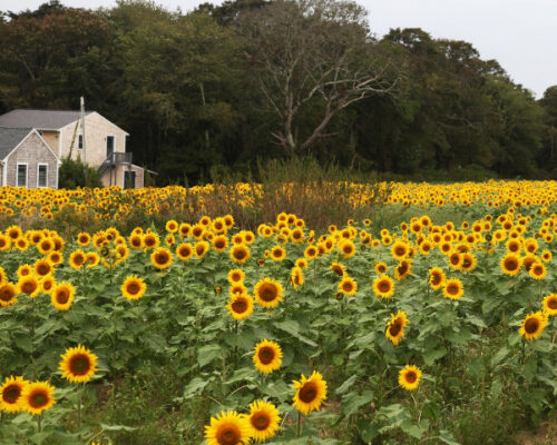 Allen Farms Organics