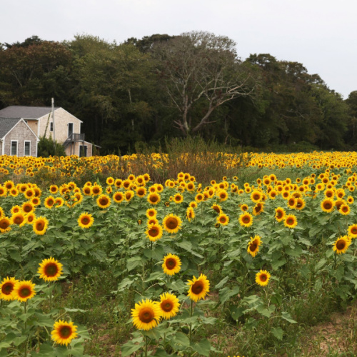 Allen Farms Organics