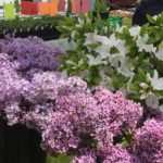 Lilacs at Falmouth Farmers Market on May 26, 2016