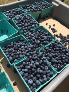 Falmouth Farmers Market 2015 blueberries