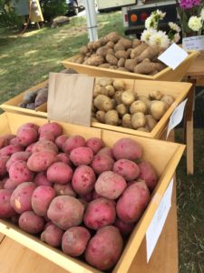 Falmouth Farmers Market 2015 potatoes