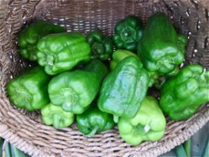 Green Bell Peppers at Falmouth Farmers Market in July 2016