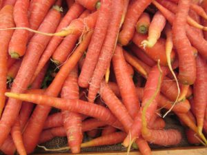 Carrots forRussian Salad - Waste Not Recipe - Falmouth Farmers Market 2016