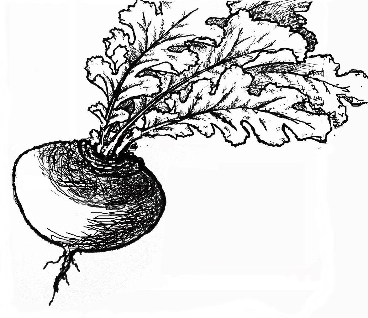 Falmouth Farmers Market Turnip Logo