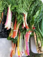 Allen Farms Swiss Chard at Falmouth Farmers Market on June 10 2021