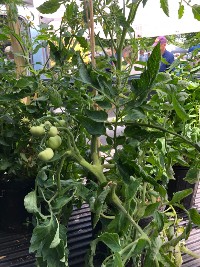 Moonlight Rose Patio Tomato Falmouth Farmers Market June 10 2021