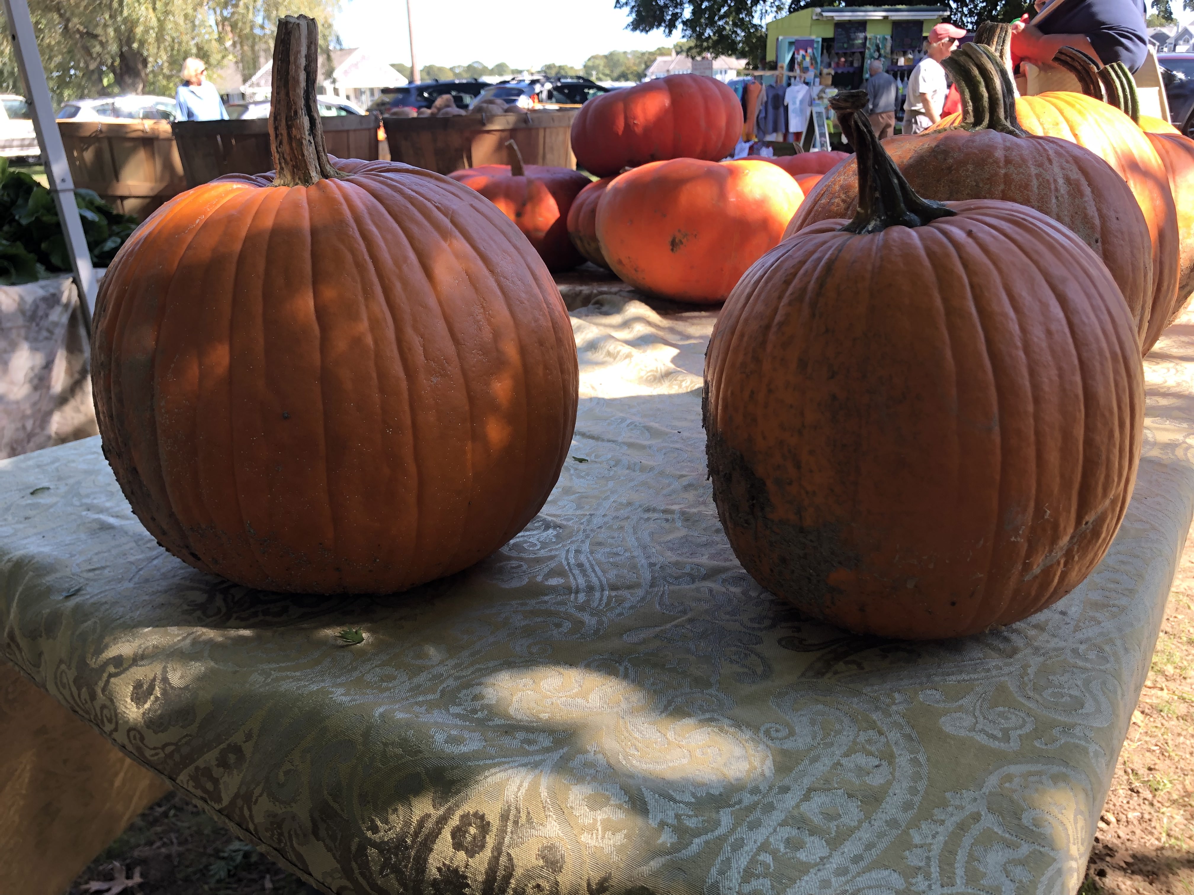 Pumpkins from Pariah Dog Farm 2021