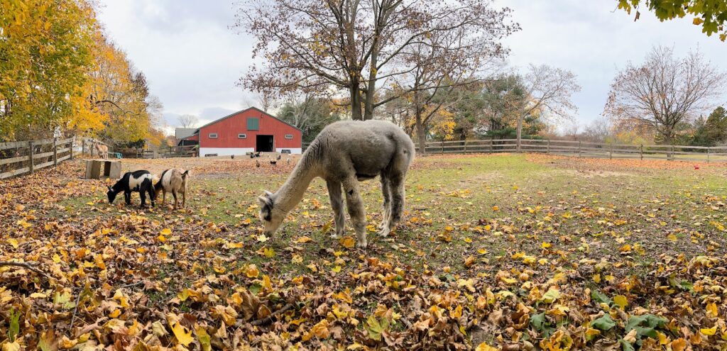 the cape coop farm