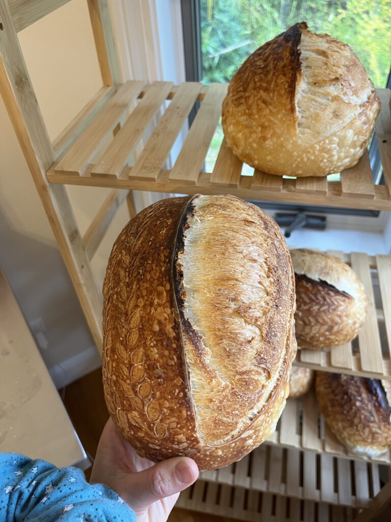 Salty Ocean Acre sourdough loaves