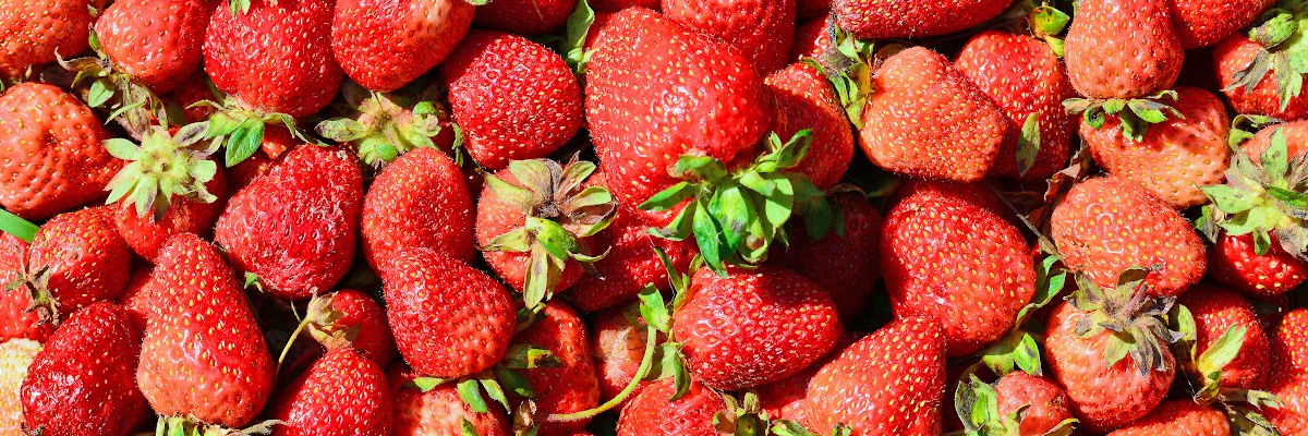 Falmouth Farmers Market