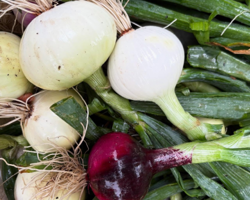First Summer Market! Thursday, May 21