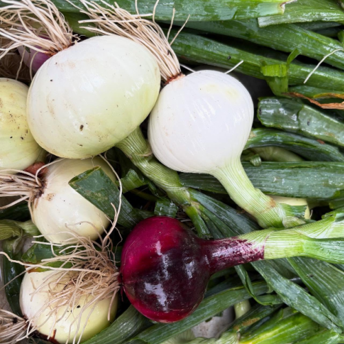 First Summer Market! Thursday, May 21